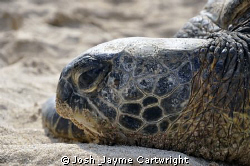 Gorgeous Sea Turtle out posing for me. by Josh & Jayme Cartwright 